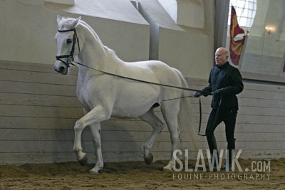 Dr_-U_-Schnitzer-Holsteiner Pirouette.jpg
